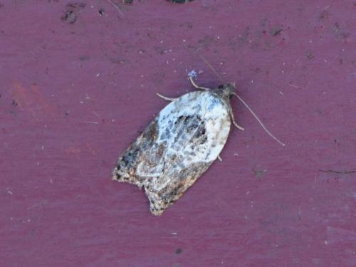 Réf. 312 226 : Acleris variegana